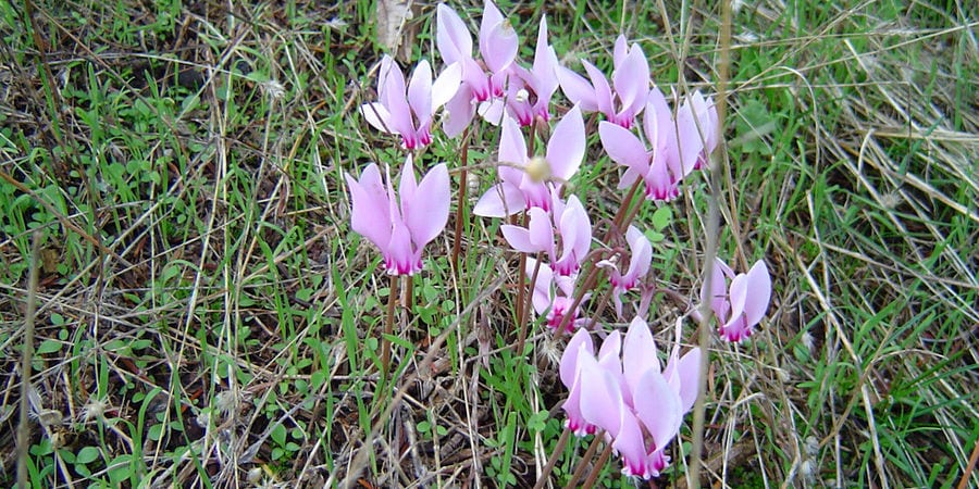 close-up of crocus flowers on the ground surrounded by high green grass at 'Eleonas'